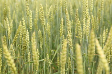 Corso per Imprenditori Agricoli Professionali I.A.P. Ozieri